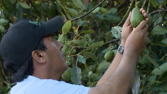 El crecimiento del sector convive con retos estructurales que siguen definiendo la competitividad del sector. Los costos logísticos internos pueden representar hasta el 35% del valor final del producto.