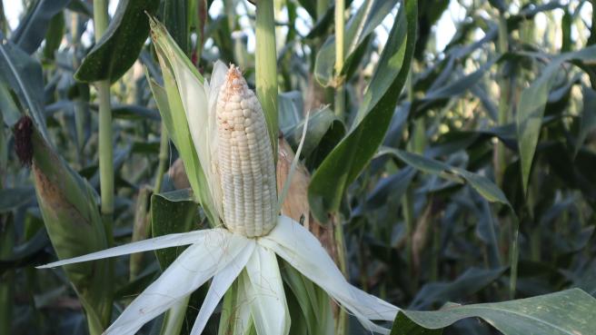 Se dispararon importaciones de maíz blanco.
