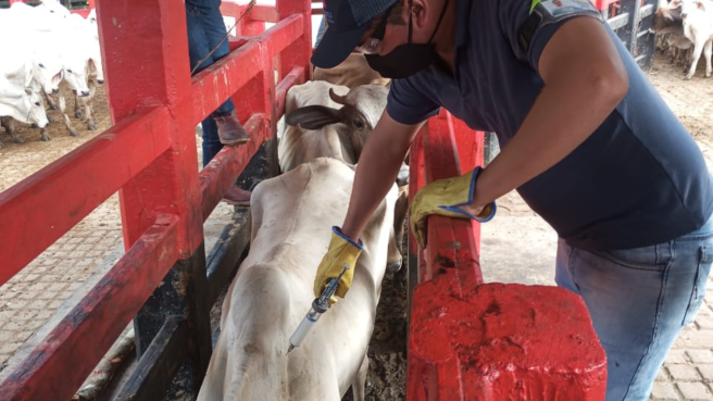Más de 50 ciclos de vacunación en casi tres décadas han consolidado una sólida cultura sanitaria en el sector ganadero colombiano. 