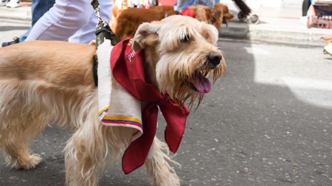 perros