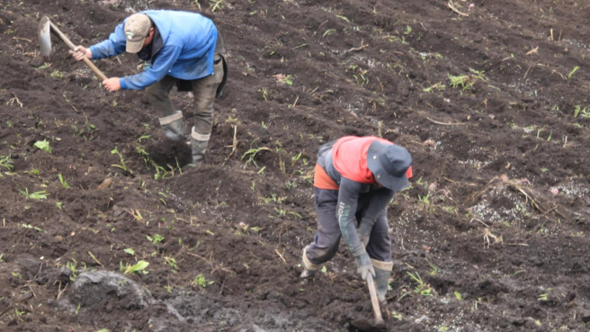Gracias a este instrumento financiero, habilitado con recursos del Ministerio de Agricultura, se le reconocen $8 millones del valor del crédito de inversión, por lo que solo tendría que cancelar $12 millones por su préstamo. 