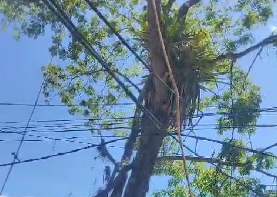 Atienden denuncia ciudadana y adelantan tala de árbol que representaba riesgo en El Bosque