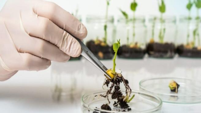 En esta campaña por la legalidad, el ICA, Acosemillas y Fenalce recomiendan a los cultivadores que, al momento de comprar semilla para la siembra, verifiquen el establecimiento comercial cuente con registro vigente ante el ICA.