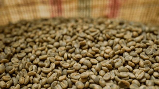 Elecciones cafeteras definirán el rumbo del café del Tolima durante los próximos cuatro años
