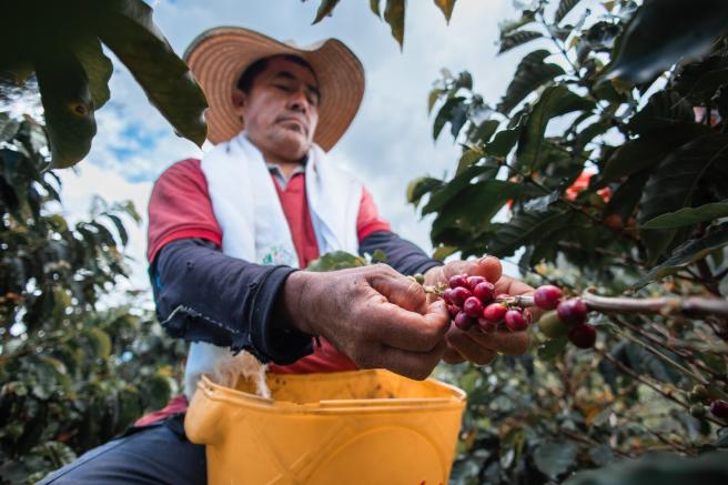 Café del Tolima