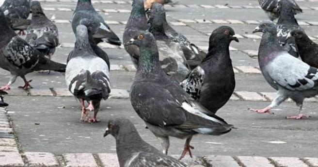 Palomas
