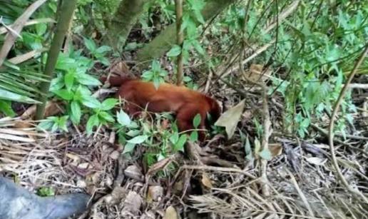 Primate Muerto
