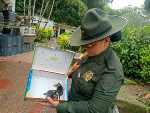 6._policia_ambiental_rescato_una_tortuga_y_cuatro_zarigueyas_en_ibague_4.jpg