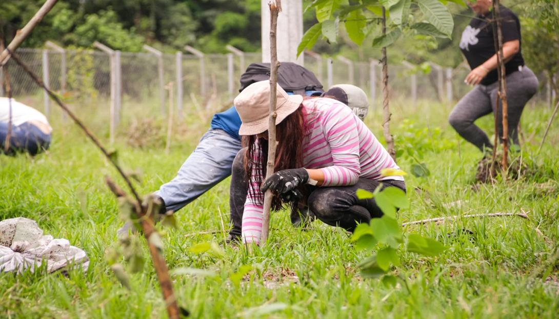 Cortolima reforestación comuna Ocho.