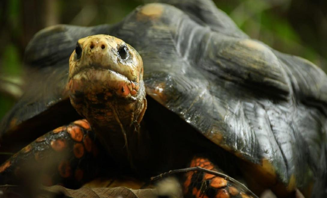 Cortolima biodiversidad 2024 junio 18 1