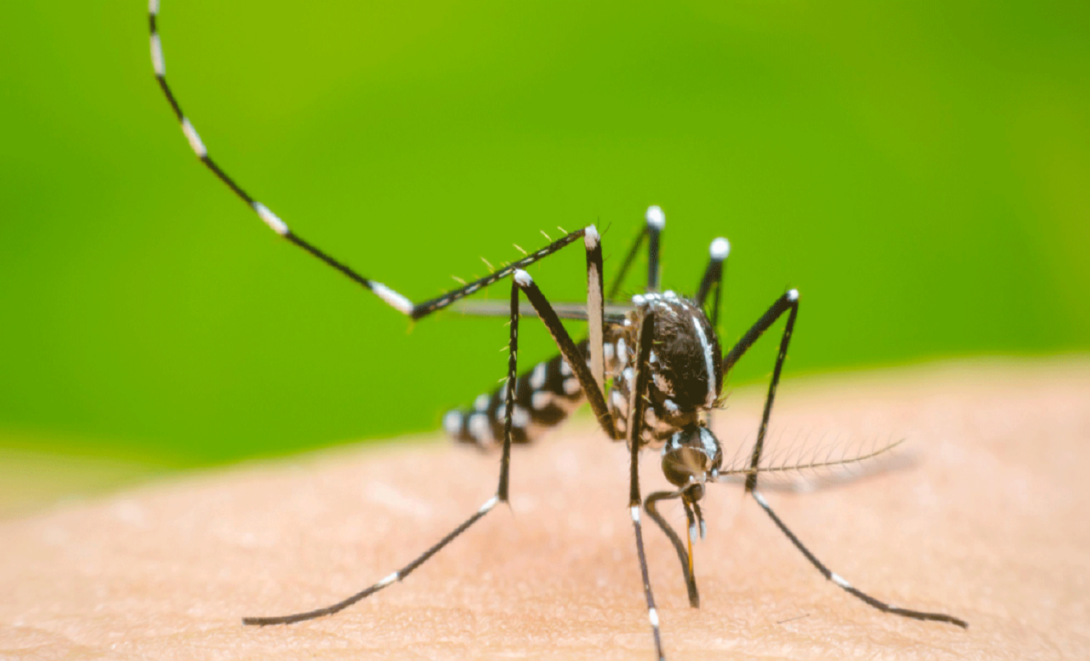 Dengue El Espinal 2024 junio 27