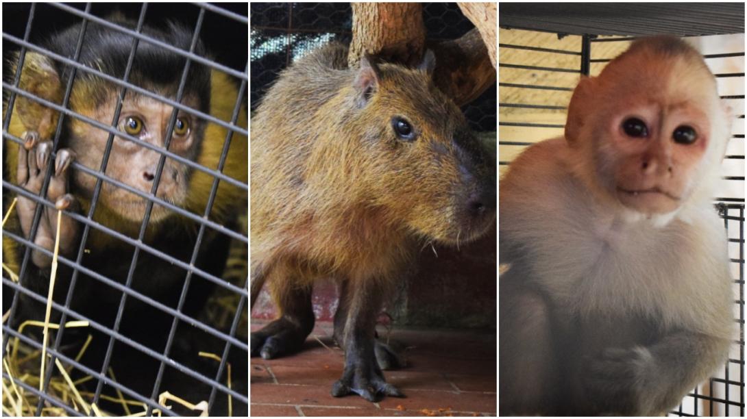 animales_rescatados_cortolima_meta.jpg