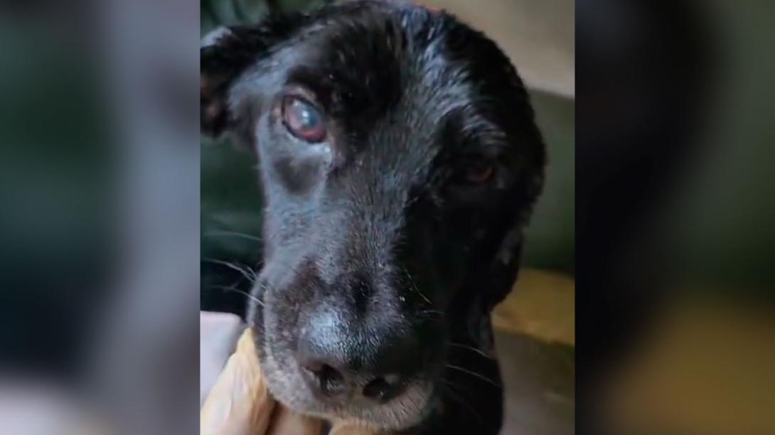 perrito-rescatado.jpg