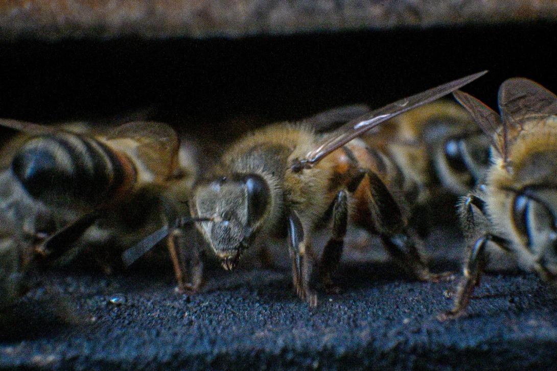 Abejas