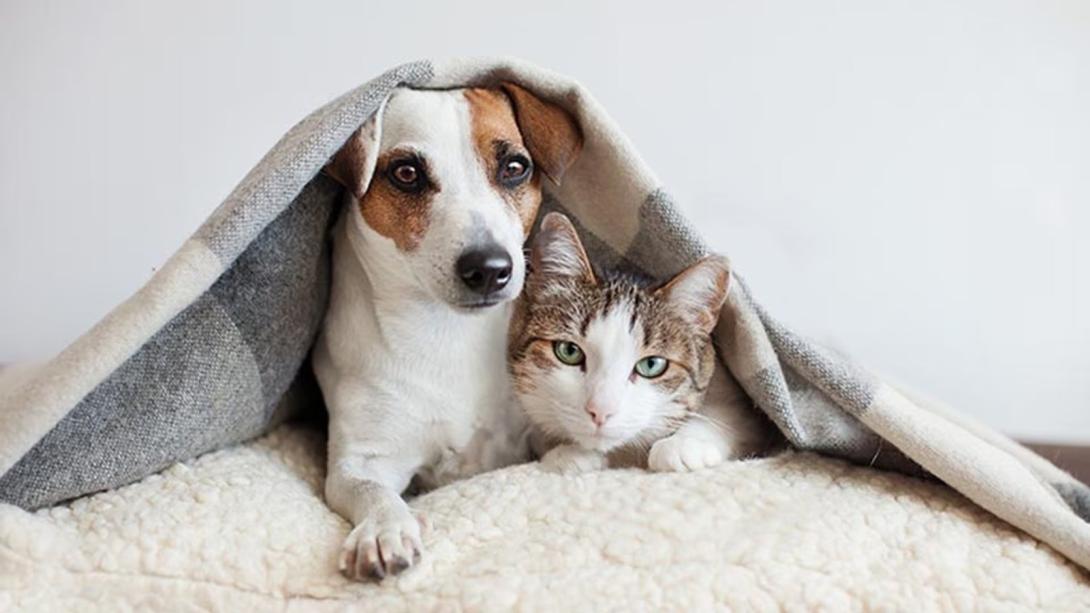animals