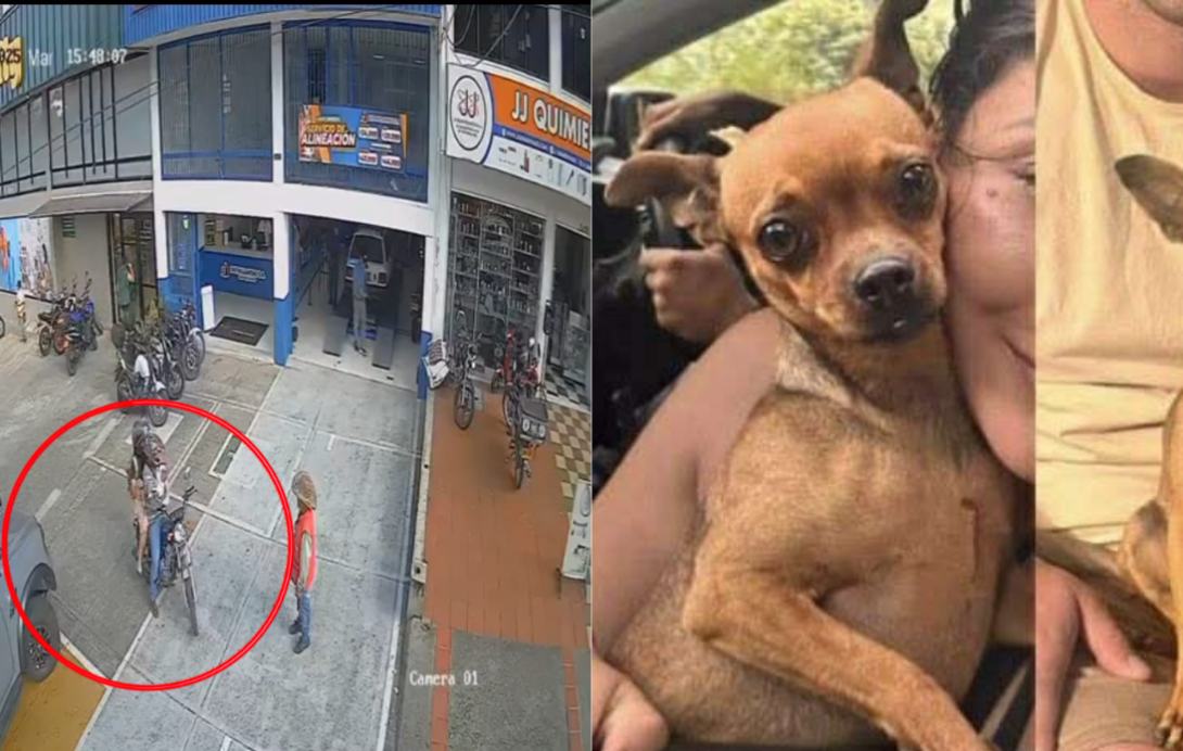 robo perrita