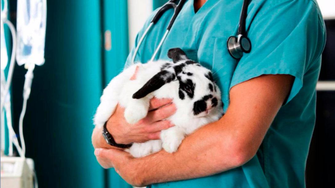 veterinario.jpg