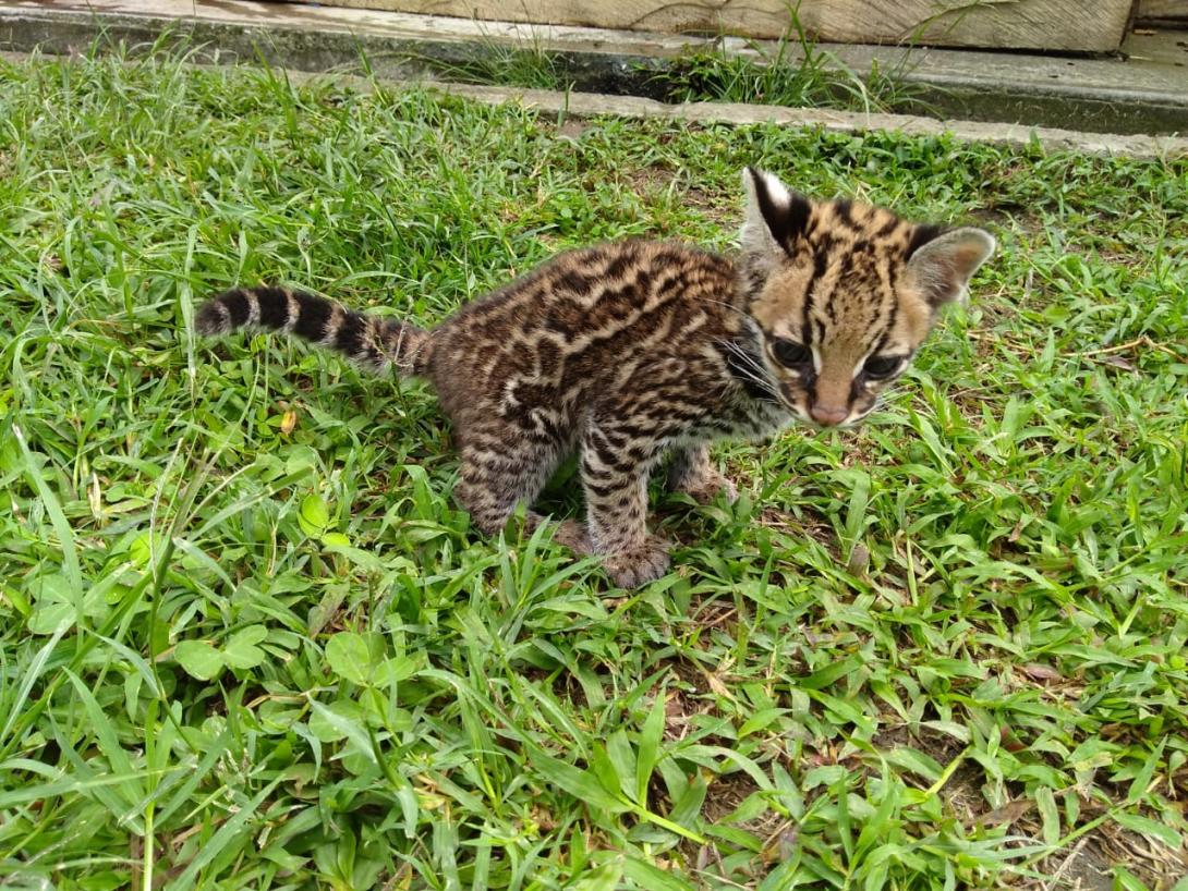 Animal