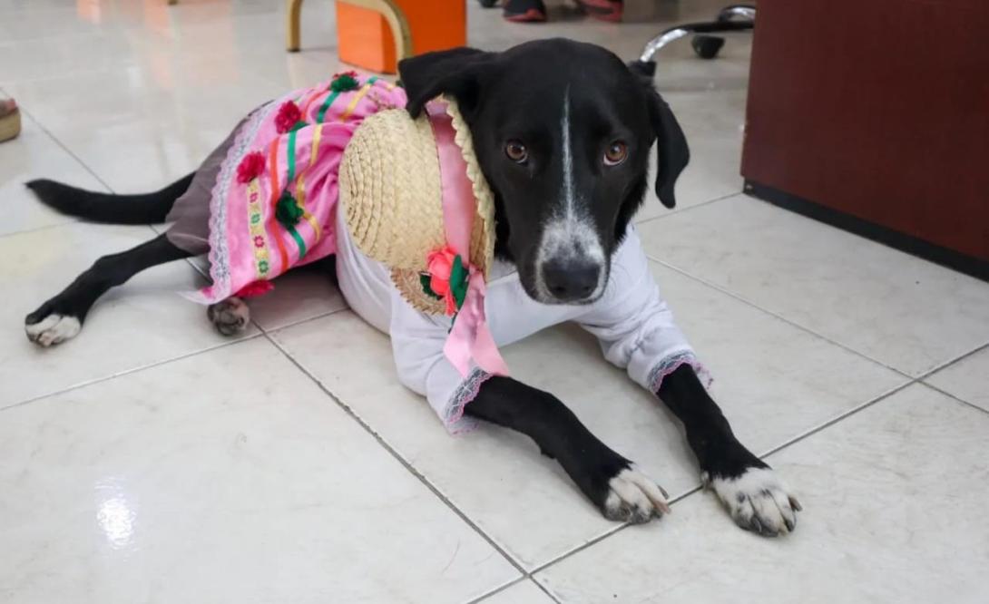 Perro