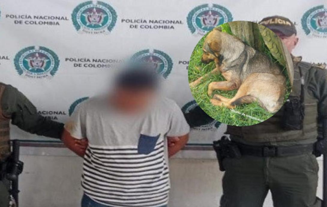 Maltrato animal