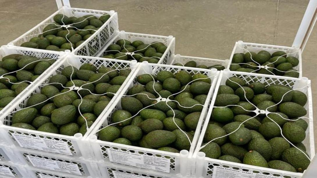 Exportaciones clave como café, flores, banano, plátano, aguacate y limón Tahití podrían ingresar sin aranceles a Estados Unidos.