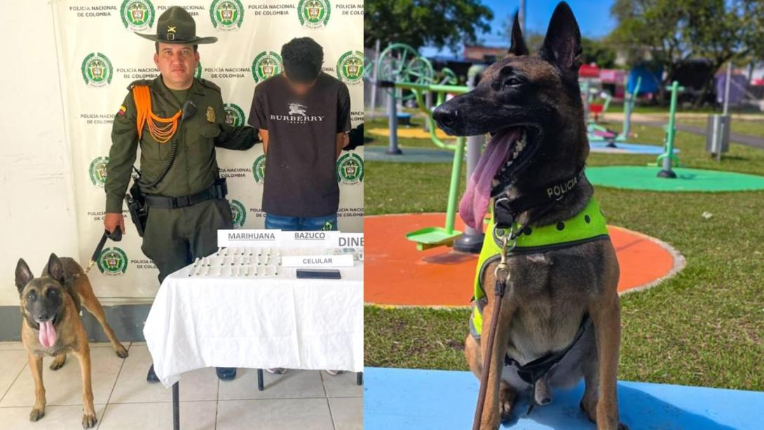 Perrito