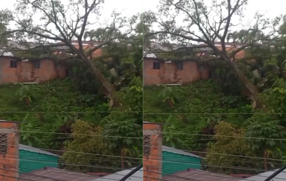 Árbol caído