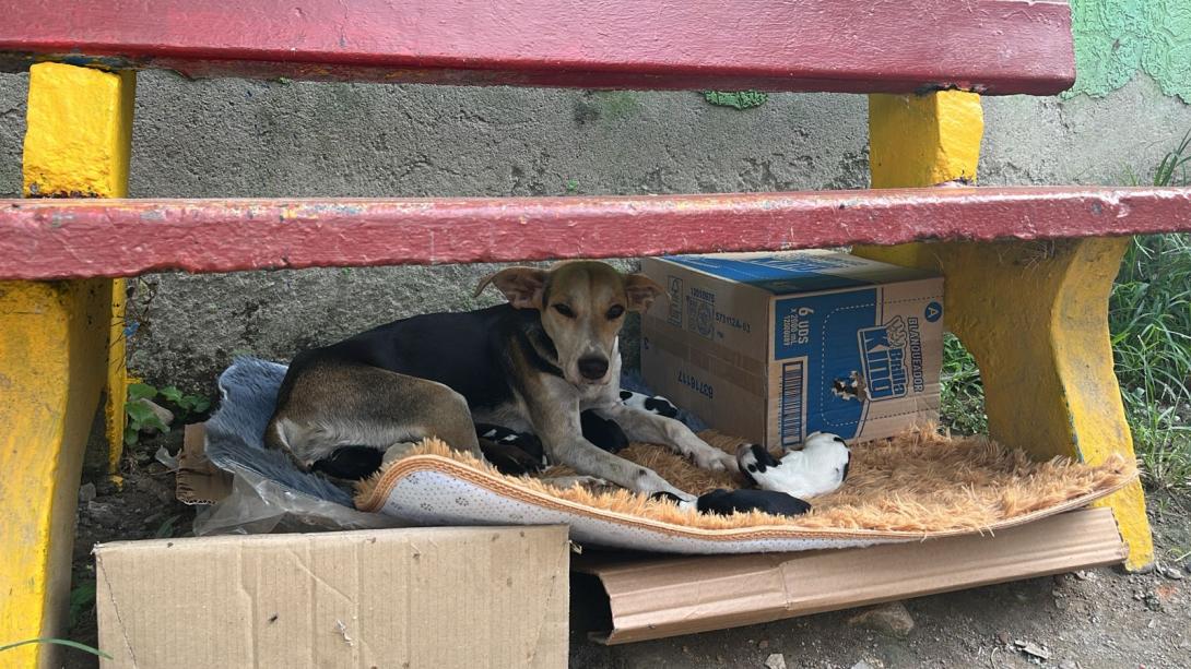 Perra abandonada con cachorros.