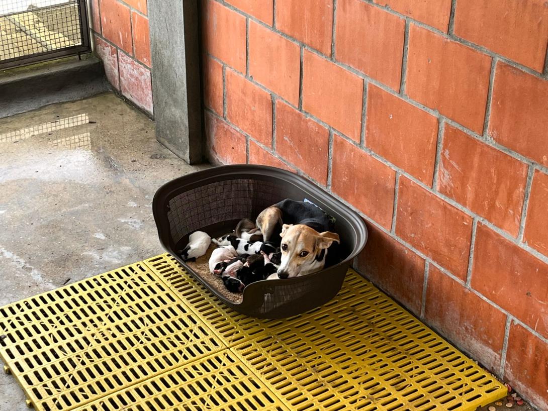 Servicios de protección y cuidado en CAPA. 