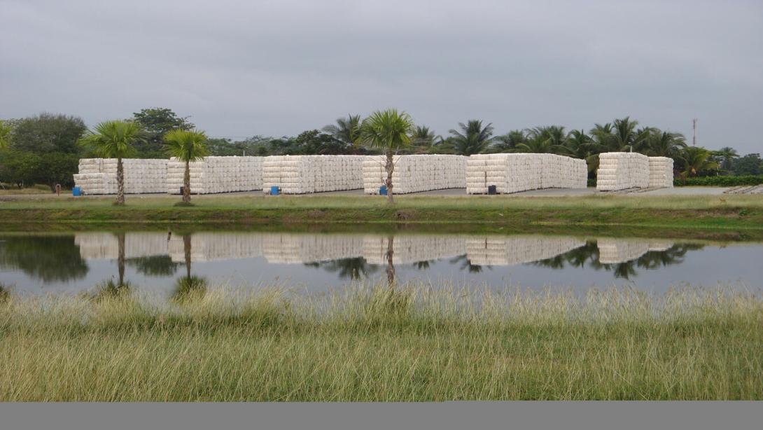 Los cultivos de algodón y la industria de hilados en Colombia en jaque por medidas del Gobierno que reduce el arancel a los productos importados del sector.