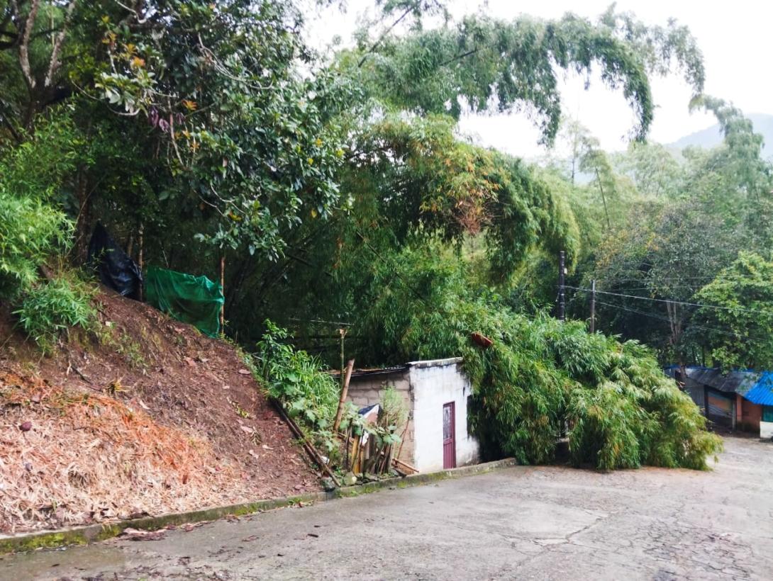 casa sepultada con arboles. 
