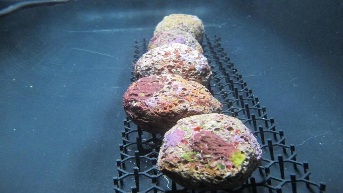 Los rodolitos son algas coralinas que forman piedras vivas capaces de crear hábitat y fijar carbono.