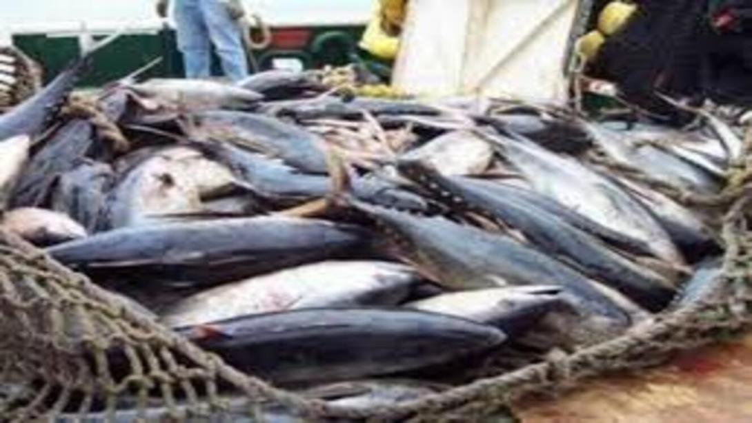 El encuentro se desarrolló como un espacio enfocado en el presente del atún colombiano y sus posibilidades de crecimiento en el comercio internacional.