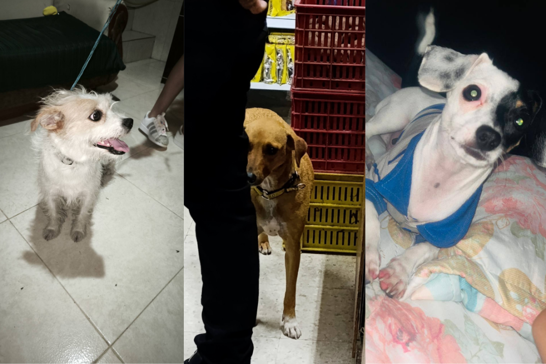 mascotas perdidas en Ibagué.