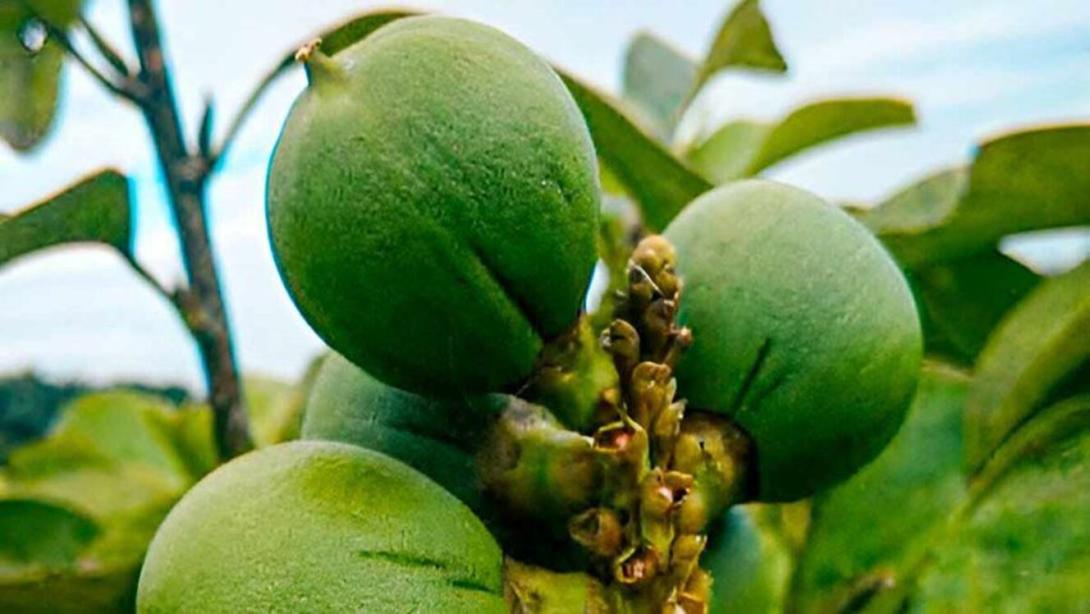 Colombia pide autorización a la Unión Europea para comercializar en ese bloque la harina de cacay como nuevo alimento.