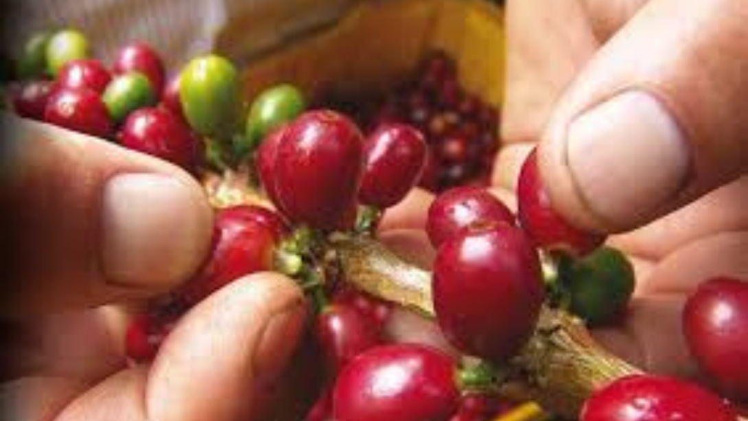 Comité de Cafeteros define futuro de más de 500 mil familias cultivadoras.