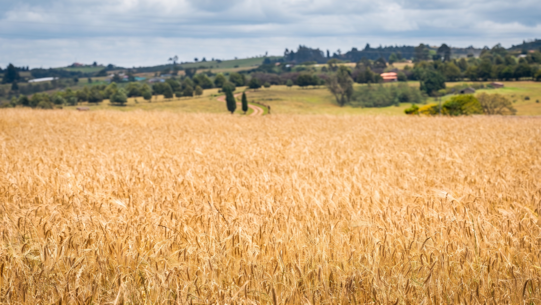 Cultivo de cebada en Chivatá, Boyacá