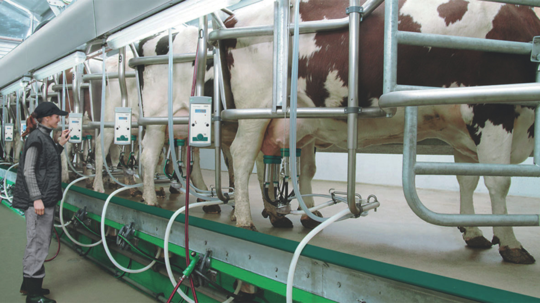 El precio pagado al productor de leche, incluyendo la bonificación voluntaria, mostró una tendencia alcista que llegó a $2125 por litro en diciembre, es decir, un incremento del 9,6 % por litro.