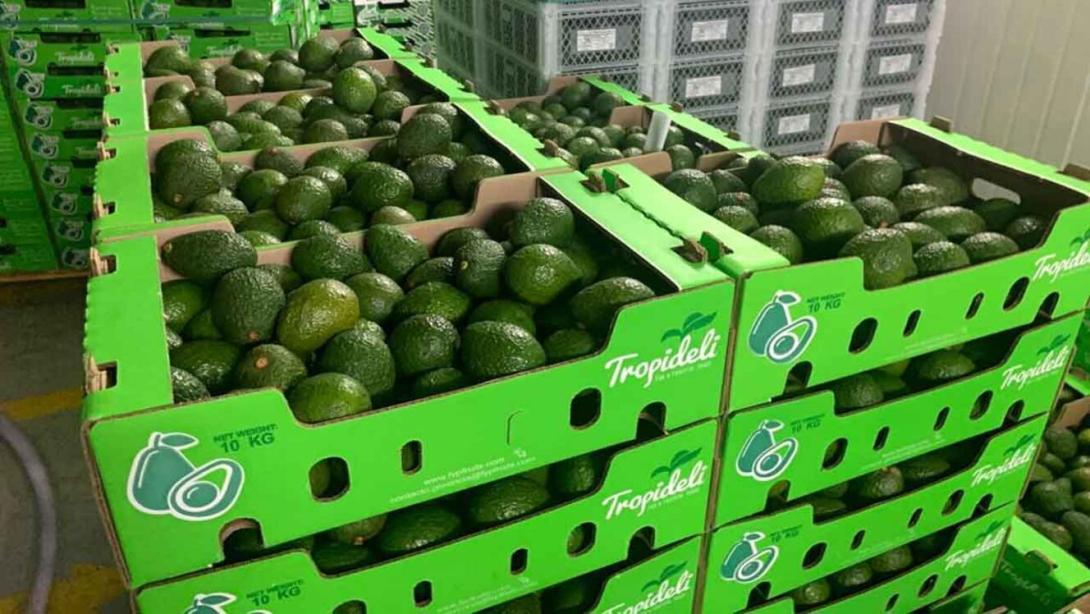 Un análisis de AmCham Colombia destaca que las exportaciones de aguacate Hass al mundo alcanzaron US$375,3 millones en 2025, un crecimiento cercano al 21 % frente a 2024, de los cuales el 33,4% aterrizó en Estados Unidos. 