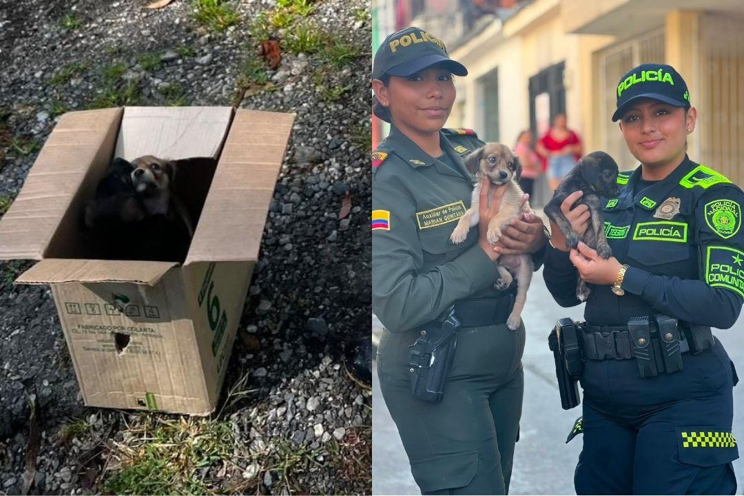 Perritos