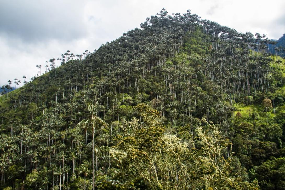 El bosque de palma de cera más grande del mundo ya es un área protegida