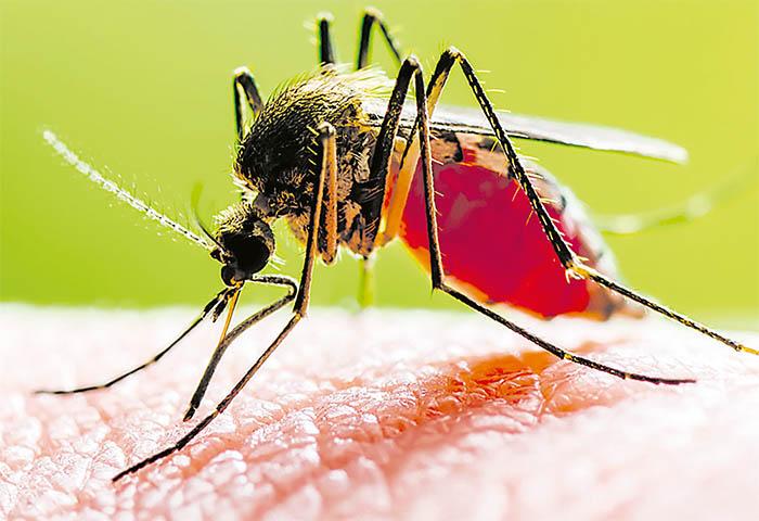 Especialistas médicos advierten sobre los riesgos de la automedicación con antiinflamatorios ante sospecha de dengue y desmienten mitos comunes sobre el manejo de la deshidratación.