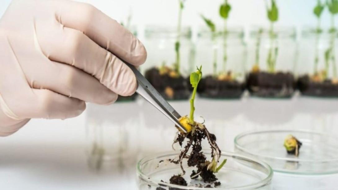 En esta campaña por la legalidad, el ICA, Acosemillas y Fenalce recomiendan a los cultivadores que, al momento de comprar semilla para la siembra, verifiquen el establecimiento comercial cuente con registro vigente ante el ICA.