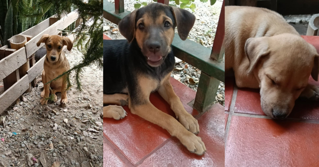 40 perros evacuados por la emergencia en Coello necesitan ayudas en Ibagué