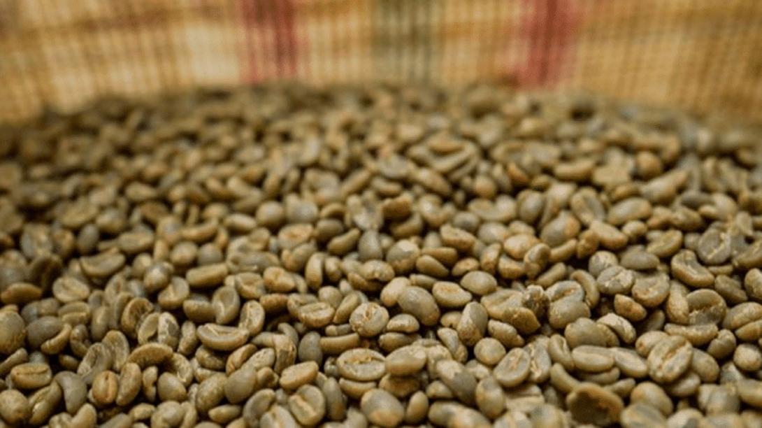 Elecciones cafeteras definirán el rumbo del café del Tolima durante los próximos cuatro años