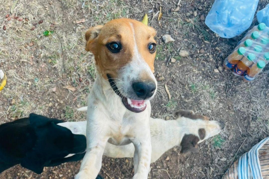 Perrito