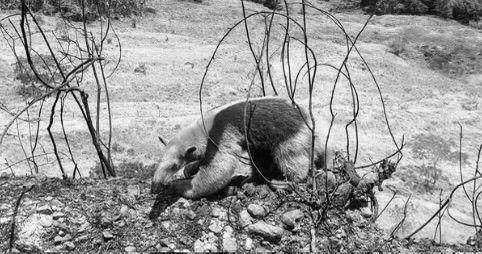 Otra víctima de los incendios forestales: murió un oso hormiguero tras ser rescatado en Coyaima