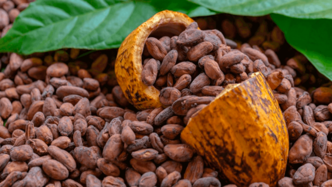 Colombia es uno de los productores de cacao más aromático del mundo.
