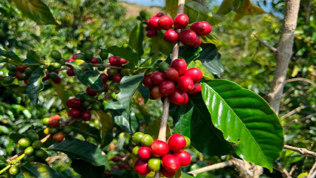 Huila fortaleció su participación en la producción nacional, al pasar del 19,08 % en 2024 al 19,65 % en 2025, equivalente a cerca de uno de cada cinco sacos producidos en Colombia.