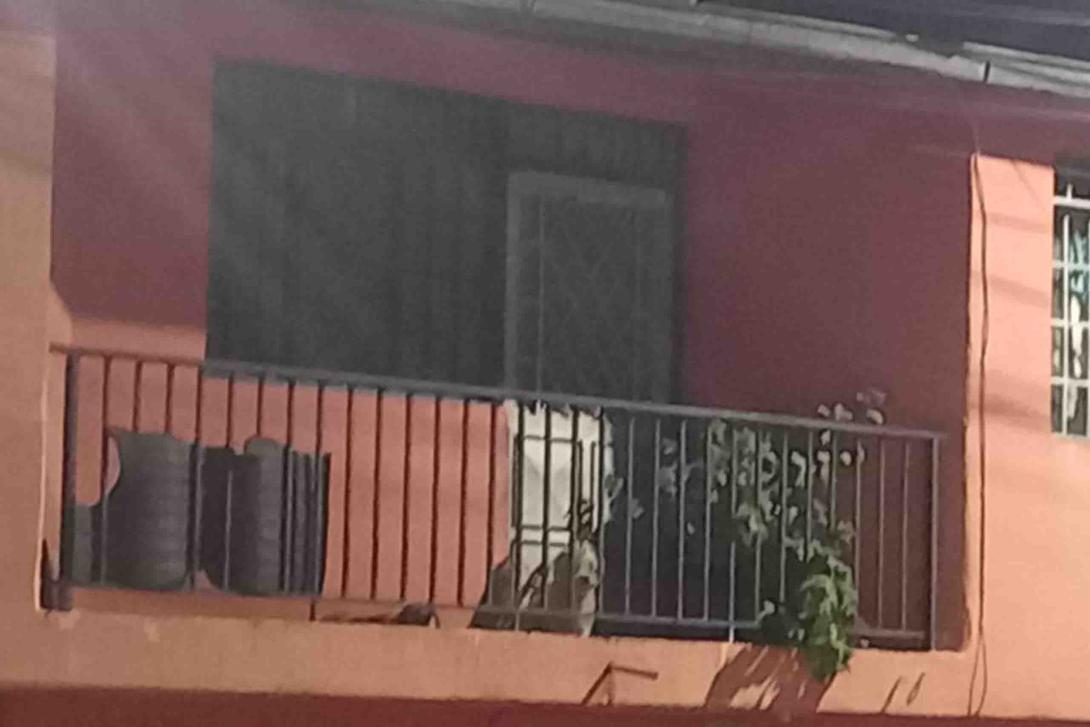 perritos